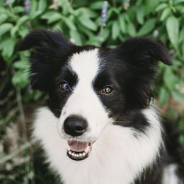 Indie - Border Collie