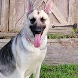 German Shepherds from Spirit Paws