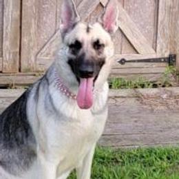 German Shepherds from Spirit Paws