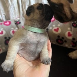 Pug Puppies from 901 Pugs