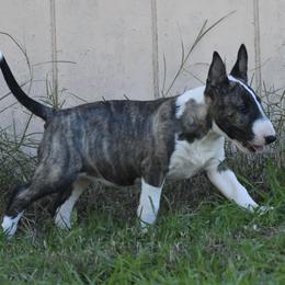 Penny - Brindle and white female Bull Terrier puppy in Gilbert, Arizona from Sunny Sky Bull Terriers