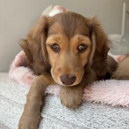 Chocolate based shaded cream male - Cream male Dachshund puppy in Spanish Fork, Utah from Lunceford Dachshunds