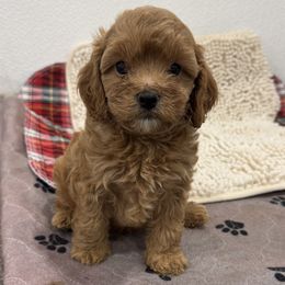 Cavalier King Charles Spaniel and Cavapoo Puppies from TMJ Dachshunds & More