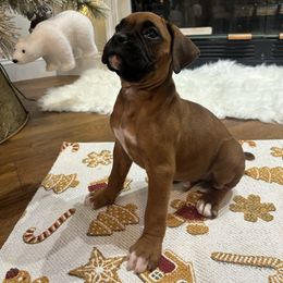 Male 1 - Fawn male Boxer puppy in Prestonsburg, Kentucky from Bre’s Boxers