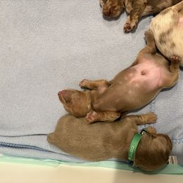 Dachshund Puppies from Andrepont Dachshunds