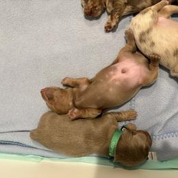 Dachshund Puppies from Andrepont Dachshunds