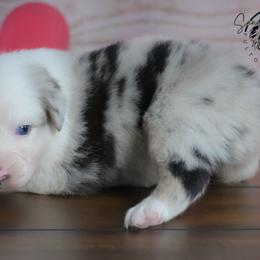 Promise - Blue merle female Australian Shepherd puppy in Fultonville, New York from Sandy Aussies & Pomeranians