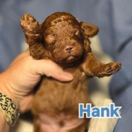 Hank - Red male Cavapoo puppy in West Point, Mississippi from Golden Paws