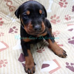Blue collar 431 - Black and rust female Doberman Pinscher puppy in Harmony, North Carolina from Havenhaus Dobermans