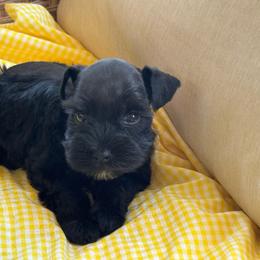 Angus - Black male Miniature Schnauzer puppy in Liberty, Texas from Texas Small Town Schnauzers