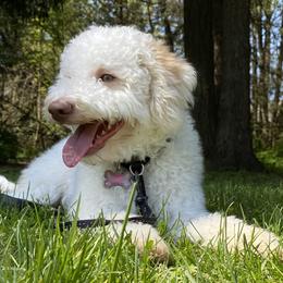 Lagotto Romagnolo puppies from Riverside Lagottos