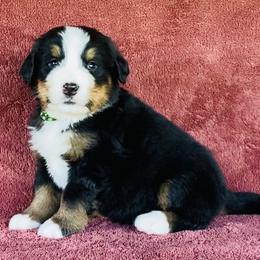 Green Collar Male - Black rust and white male Bernese Mountain Dog puppy in Bristol, Tennessee from Holston Hollow Farm