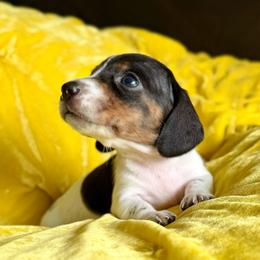 Tailgate - Piebald male Dachshund puppy in Austin, Texas from Duchess Daphne's Doxie Empire