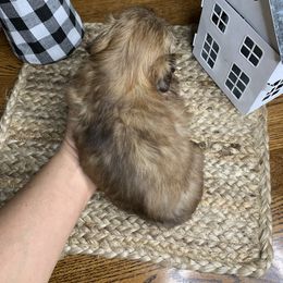 Shih Tzu Puppies from Socal Mother Of Shih Tzus