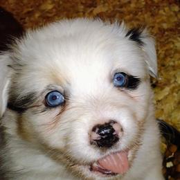 Australian Shepherd Puppies from High Desert Aussies