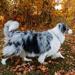Australian Shepherd and German Shepherd All Grown Up from Birch Haus