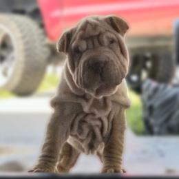 Tiny - Cream sable female Chinese Shar-Pei puppy in Bakersfield, California from Cashmerewrinkles