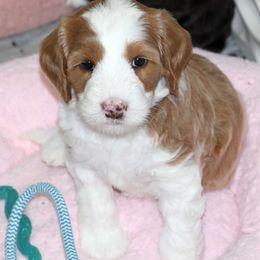 Purple Collar Girl - Caramel red female Australian Labradoodle puppy in Corrales, New Mexico from Desert Waves Labradoodles
