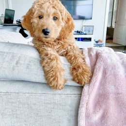 Goldendoodle Puppies from Hobble Creek Farms