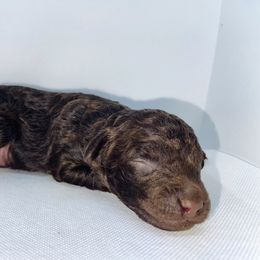 Goldendoodle and Poodle Puppies from RoyalPaws_Miami