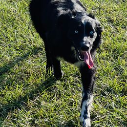 Ekko - Australian Shepherd