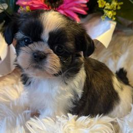 AKC - Bonnie Champion Bloodline - Tricolor female Shih Tzu puppy in Long Beach, California from Prieto Shih-Tzu's