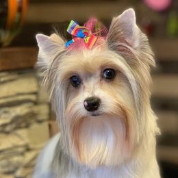 Maltese, Miniature Australian Shepherds, Poodles, Shih Tzus, Toy Australian Shepherds, and Yorkshire Terriers from Love At FURst Sight TX Kiss My Aussie