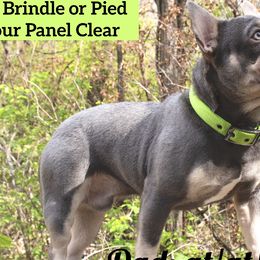 French Bulldogs from Stillhouse Frenchies