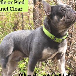 French Bulldogs from Stillhouse Frenchies