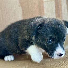 American Corgi Puppies from 5H Corgis