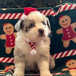 RMF1 - 2 blue eyes - Red merle female Miniature Australian Shepherd puppy in Connelly Springs, North Carolina from Appalachian Aussies