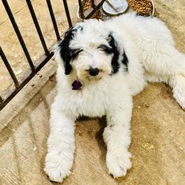 Aussiedoodle Puppies from Little Hawcreek Doodles