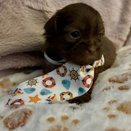 Ron - Liver male Shih Tzu puppy in Las Vegas, Nevada from P and J Farms