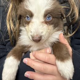 Janice - Red tri-color female Australian Shepherd puppy in Four Oaks, North Carolina from RoseWest Farms