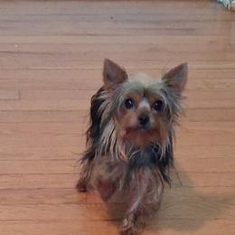Yorkshire Terrier Puppies from Charlene's Yorkshire Terriers