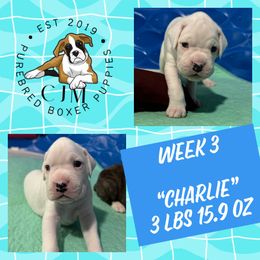 Charlie - White Boxer puppy in Jupiter, Florida from CJM Boston and Boxer Puppies