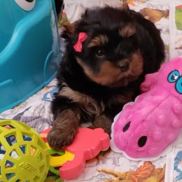 Yorkshire Terrier Puppies from Twilights Yorkies FL
