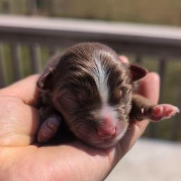 Zion - Red tri-color male Miniature American Shepherd puppy in Harrisonville, Missouri from Trailside Mini Aussies