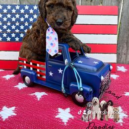 Goldendoodle Puppies from Lake Road Doodles