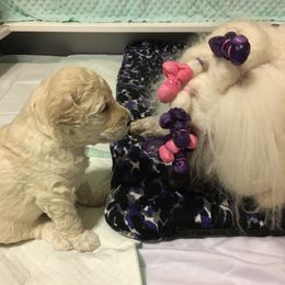 Poodle Puppies from LaFleur Poodles
