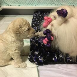 Poodle Puppies from LaFleur Poodles
