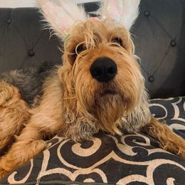 Otterhound Puppies from Crossroads Otterhounds