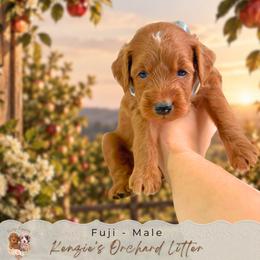Fuji - Red  male Goldendoodle puppy in Norcross, Georgia from Teddy Puppies