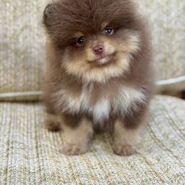 Hemingway - Chocolate parti male Pomeranian puppy in Canandaigua, New York from Fingerlakes Pomeranians