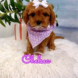 Chelsea - Red female Cavapoo puppy in Buford, Georgia from Petite Posh Puppies