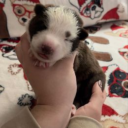 Purple color - Panda female German Shepherd puppy in Marion, Ohio from Legacy K9’s