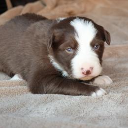 Red Boy - Red male Border Collie puppy in Courtland, Alabama from C Bar C Ranch Border Collies