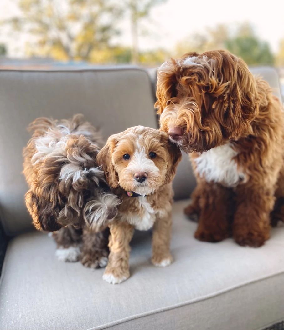 Amelia Island Australian Labradoodles in Florida | Australian ...