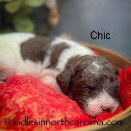 Chic - Parti female Poodle puppy in Greenville, North Carolina from Grace Poodles