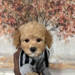 Louis - Cream male Poodle puppy in Matteson, Illinois from Chitownpupz